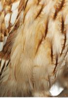 bird feathers 0004